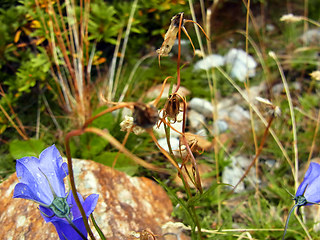 Campanula scheuchzer