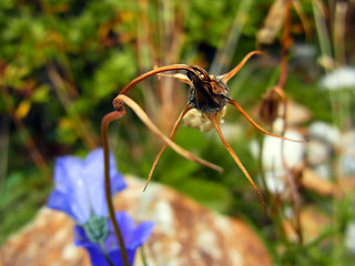 Campanula scheuchzer