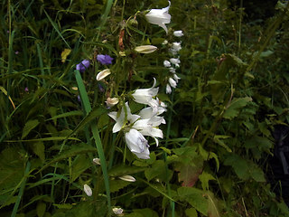 Campanula trachelium