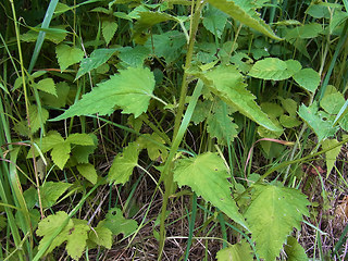 Campanula trachelium