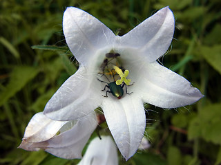 Campanula trachelium