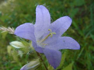 Campanula trachelium