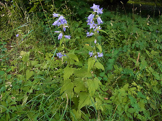 Campanula trachelium