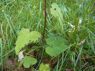 Campanula trachelium