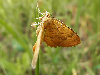 Camptogramma bilineata