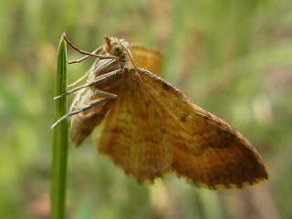 Camptogramma bilineata