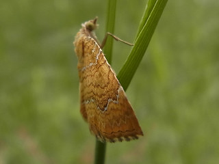 Camptogramma bilineata