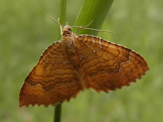 Camptogramma bilineata