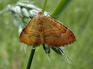 Camptogramma bilineata