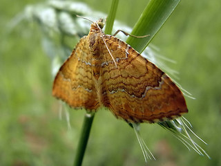 Camptogramma bilineata