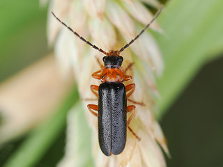 Cantharis flavilabris