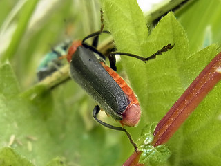 Cantharis fusca