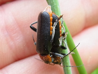 Cantharis fusca