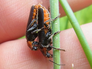 Cantharis fusca