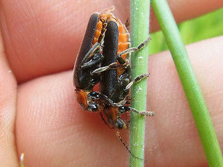 Cantharis fusca