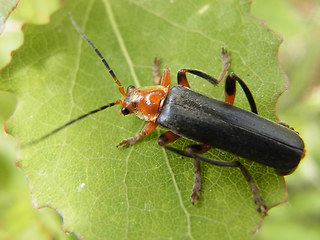 Cantharis livida