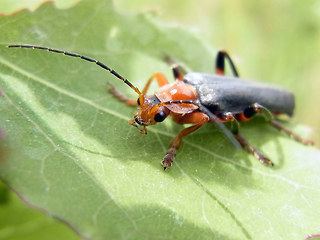 Cantharis livida