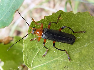 Cantharis livida