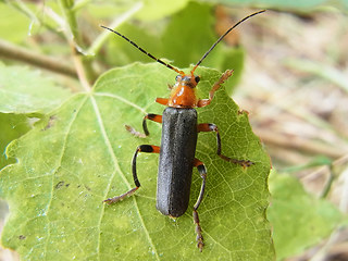 Cantharis livida