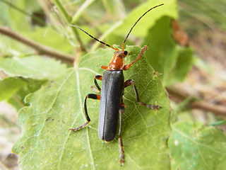 Cantharis livida