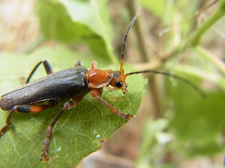 Cantharis livida