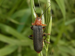 Cantharis livida