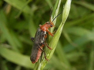 Cantharis livida