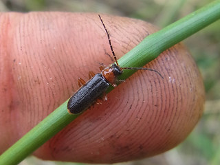 Cantharis nigra