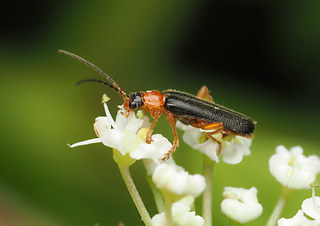 Cantharis nigra