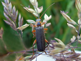 Cantharis nigricans