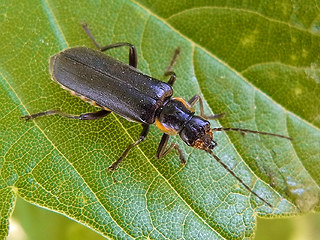 Cantharis obscura