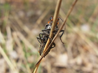 Cantharis obscura- paradoxa