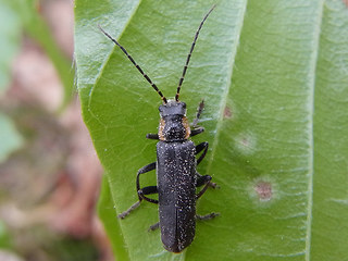 Cantharis obscura - paradoxa