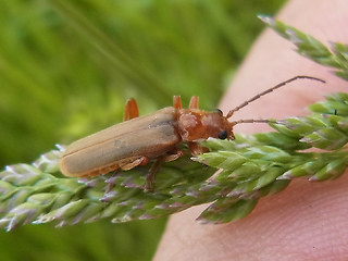 Cantharis rufa