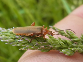 Cantharis rufa