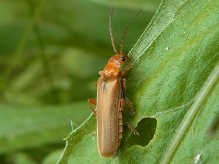 Cantharis rufa