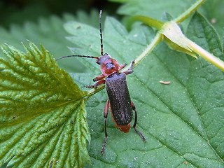 Cantharis rustica