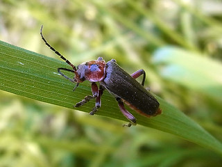 Cantharis rustica