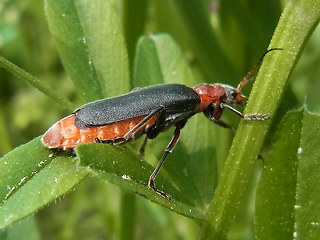 Cantharis rustica