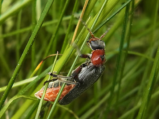 Cantharis rustica