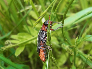 Cantharis rustica