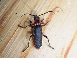 Cantharis rustica