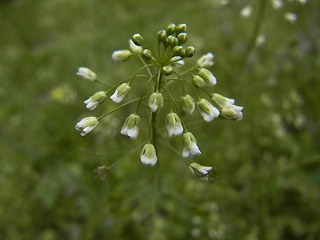 Capsella bursa-pastoris