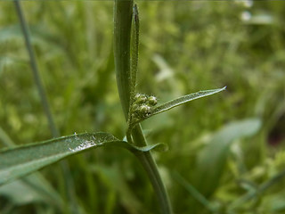 Capsella bursa-pastoris