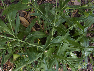 Capsella bursa-pastoris