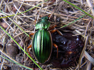 Carabus auratus