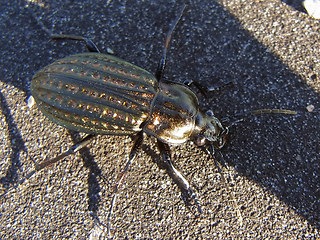 Carabus clatratus