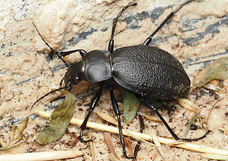 Carabus coriaceus