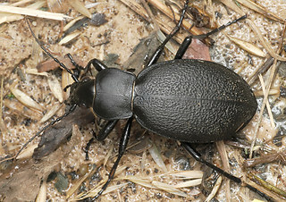 Carabus coriaceus