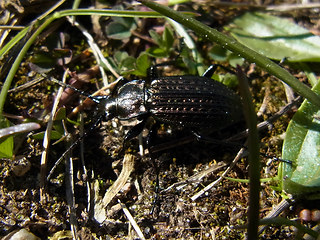 Carabus granulatus